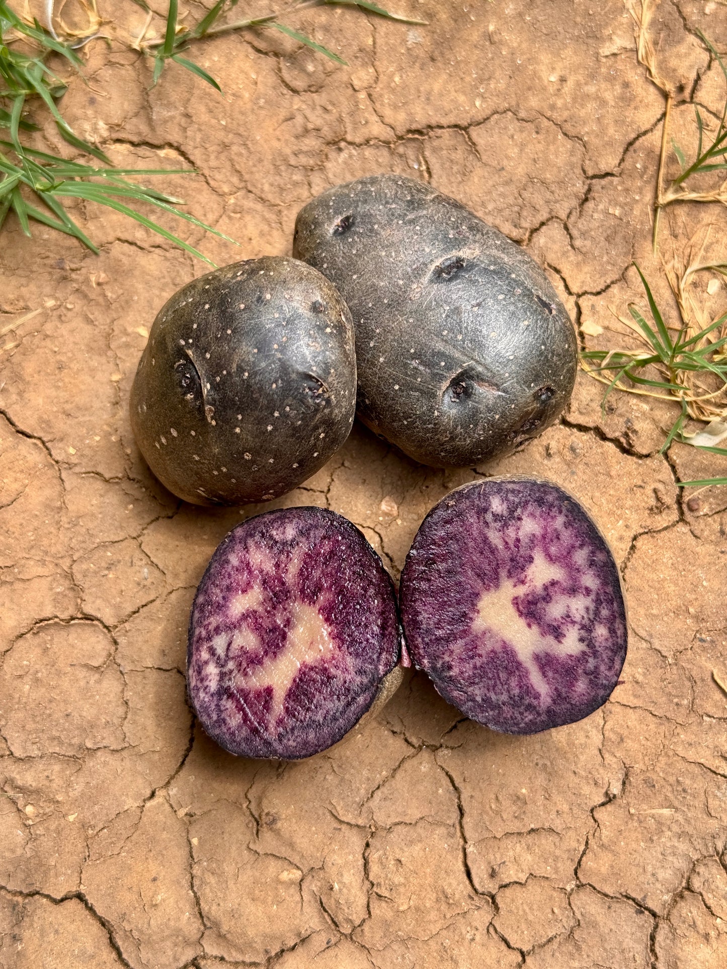 Blue potato
