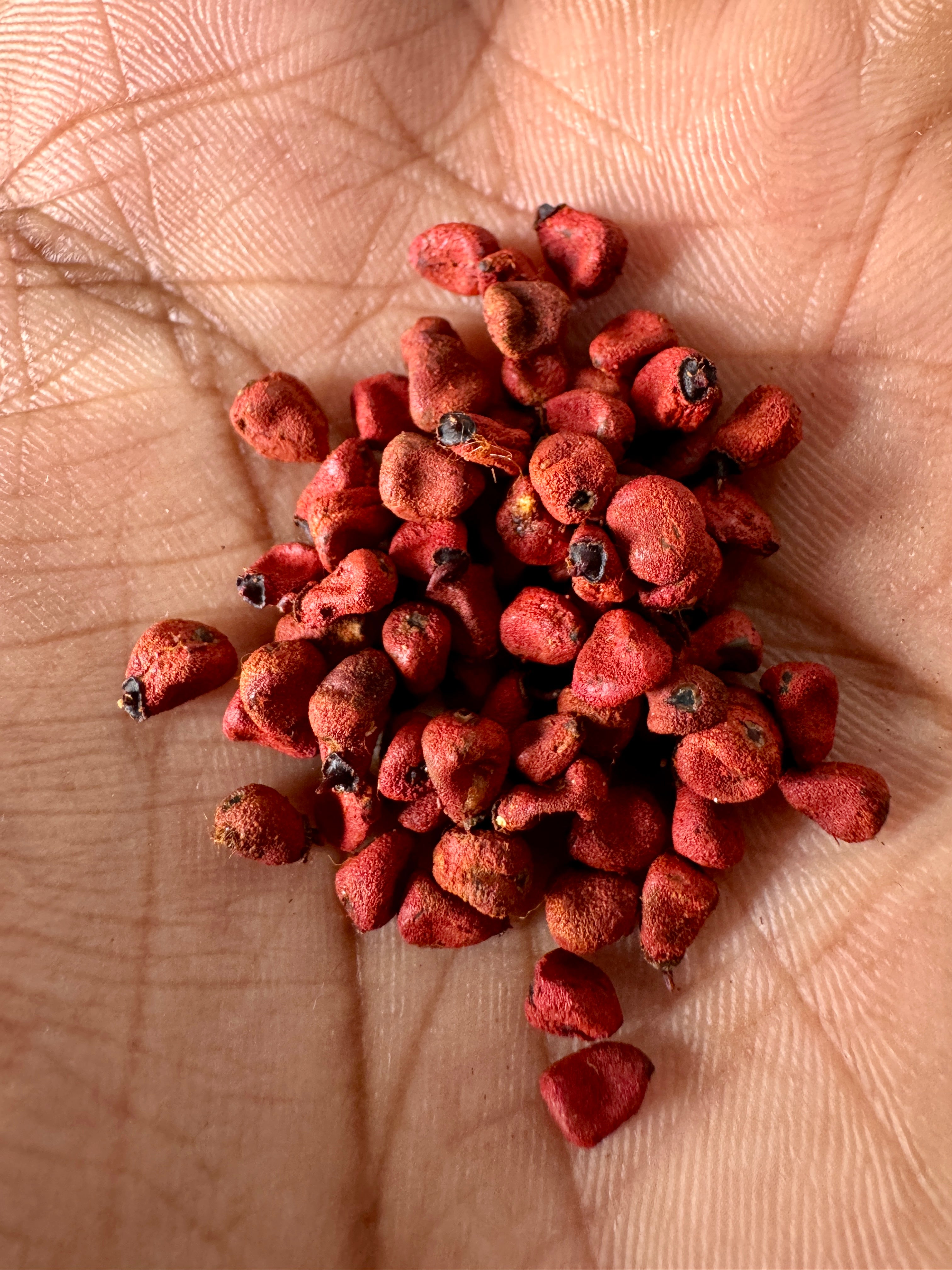 sindoor plant seeds Sindoor tree seeds – Euphoricgreens