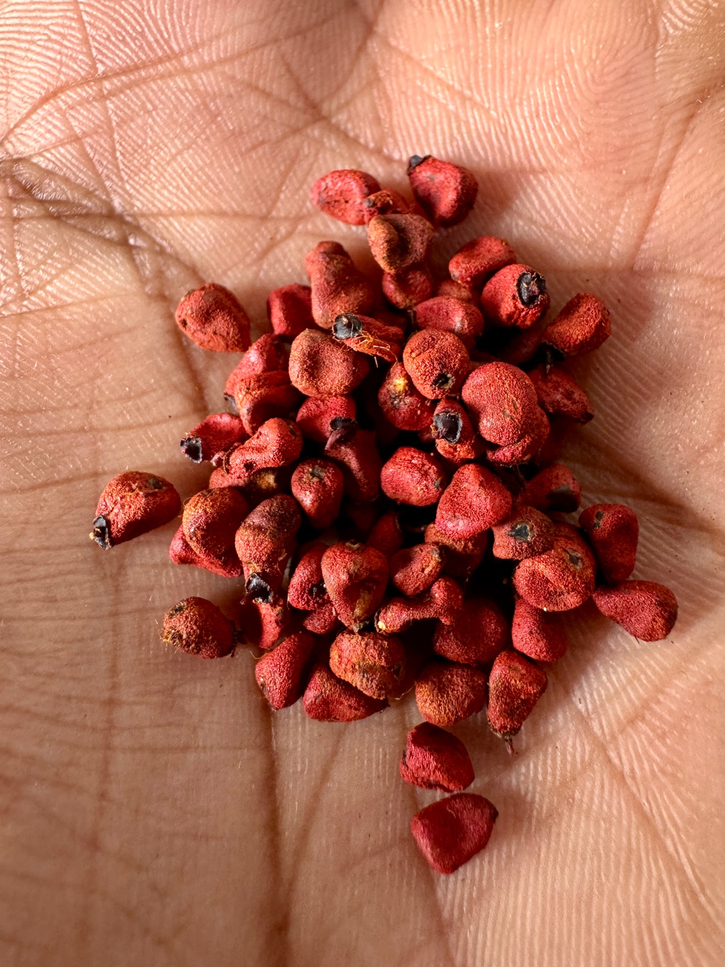 Sindoor tree seeds