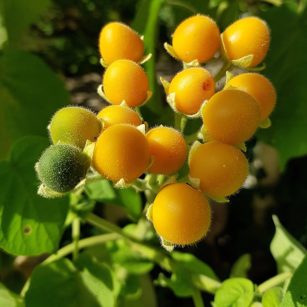 Dwarf tamarillo seeds