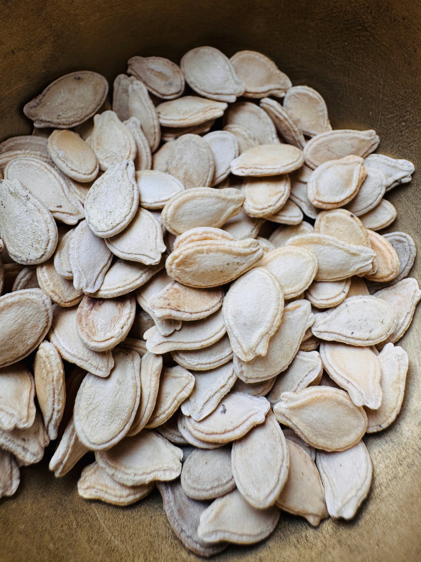 Ash gourd seeds