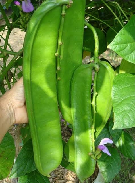 Bush jack bean