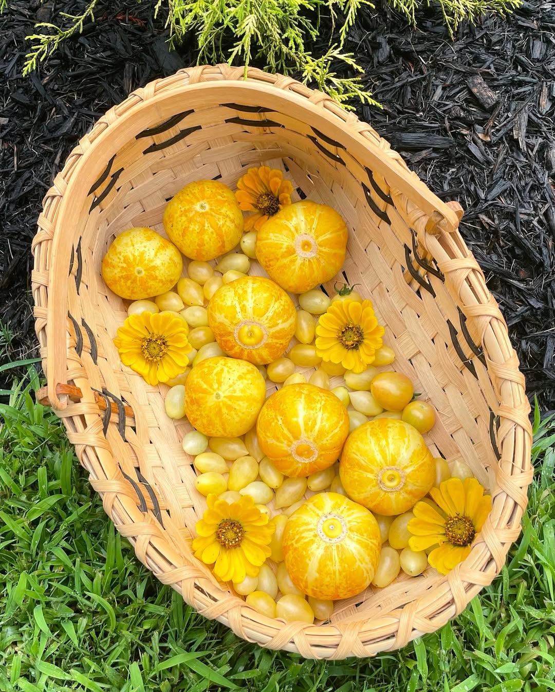 Lemon cucumber seeds