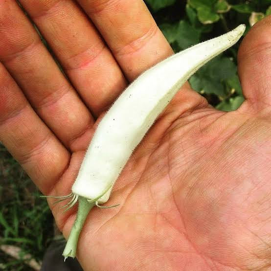 White okra