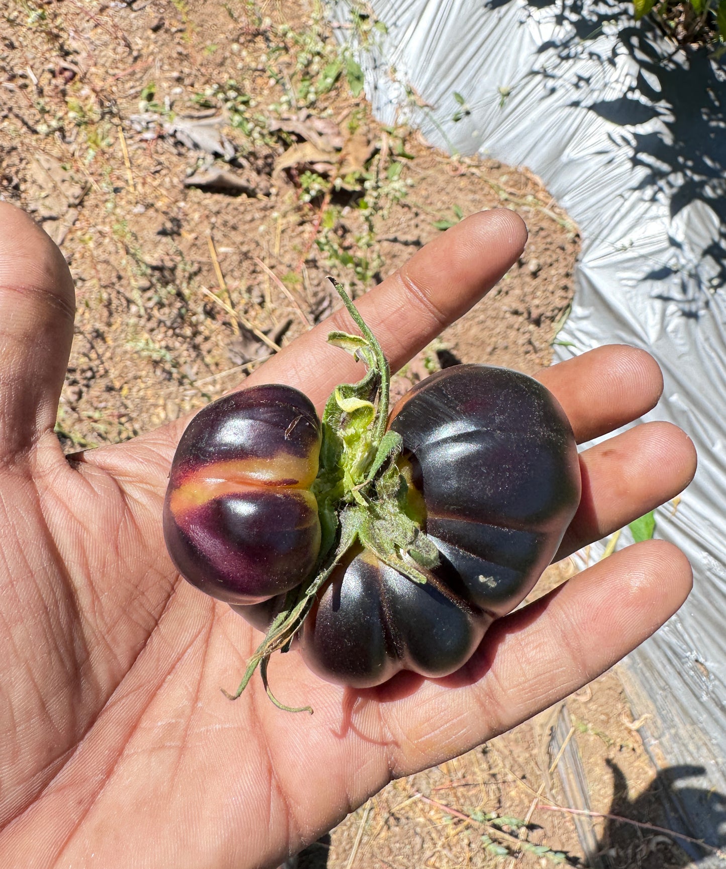 Black Beauty Heirloom Tomato premium Seeds Packet