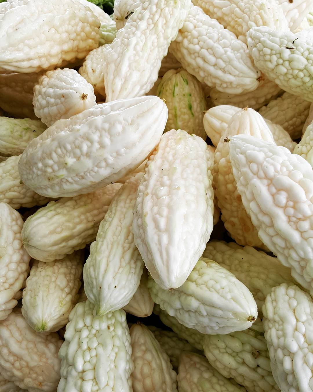White bitter gourd