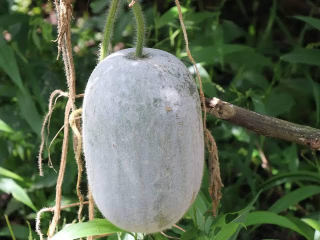 Ash gourd