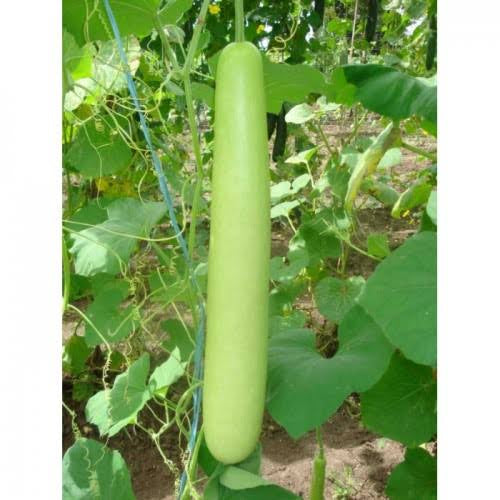 Long bottle gourd
