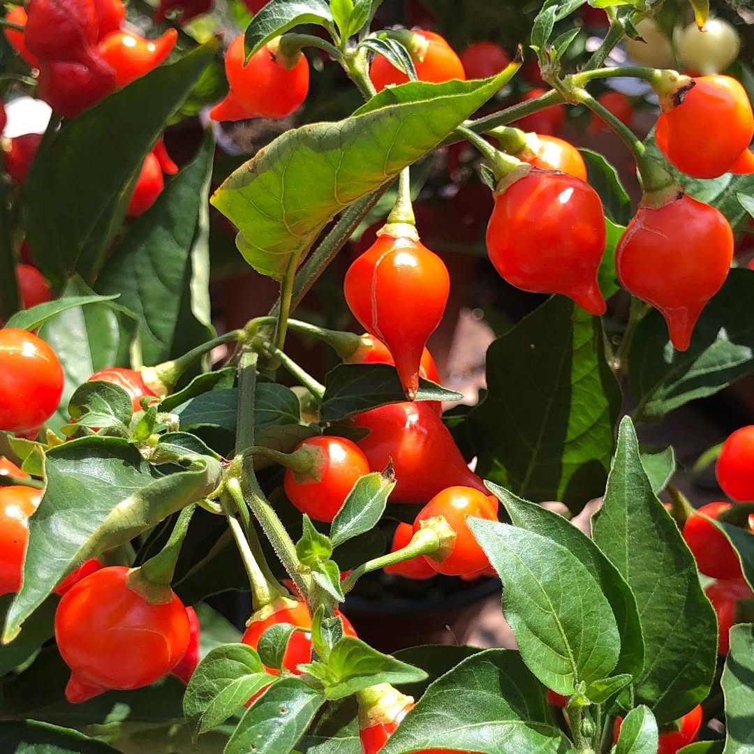 Biquinho amarillo pepper red
