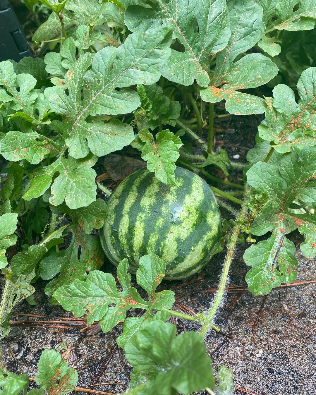 Watermelon sugar baby