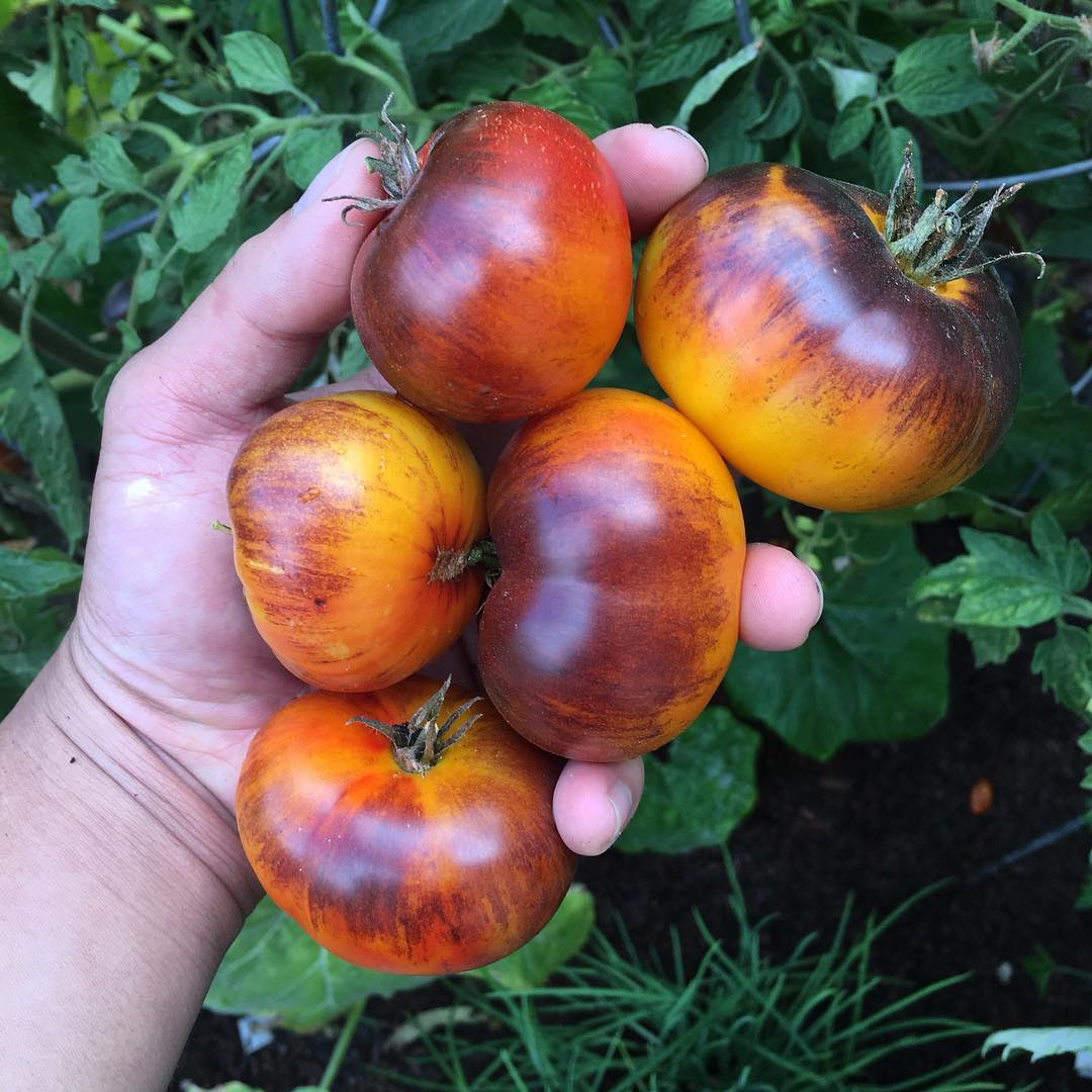 Lucid gem tomato