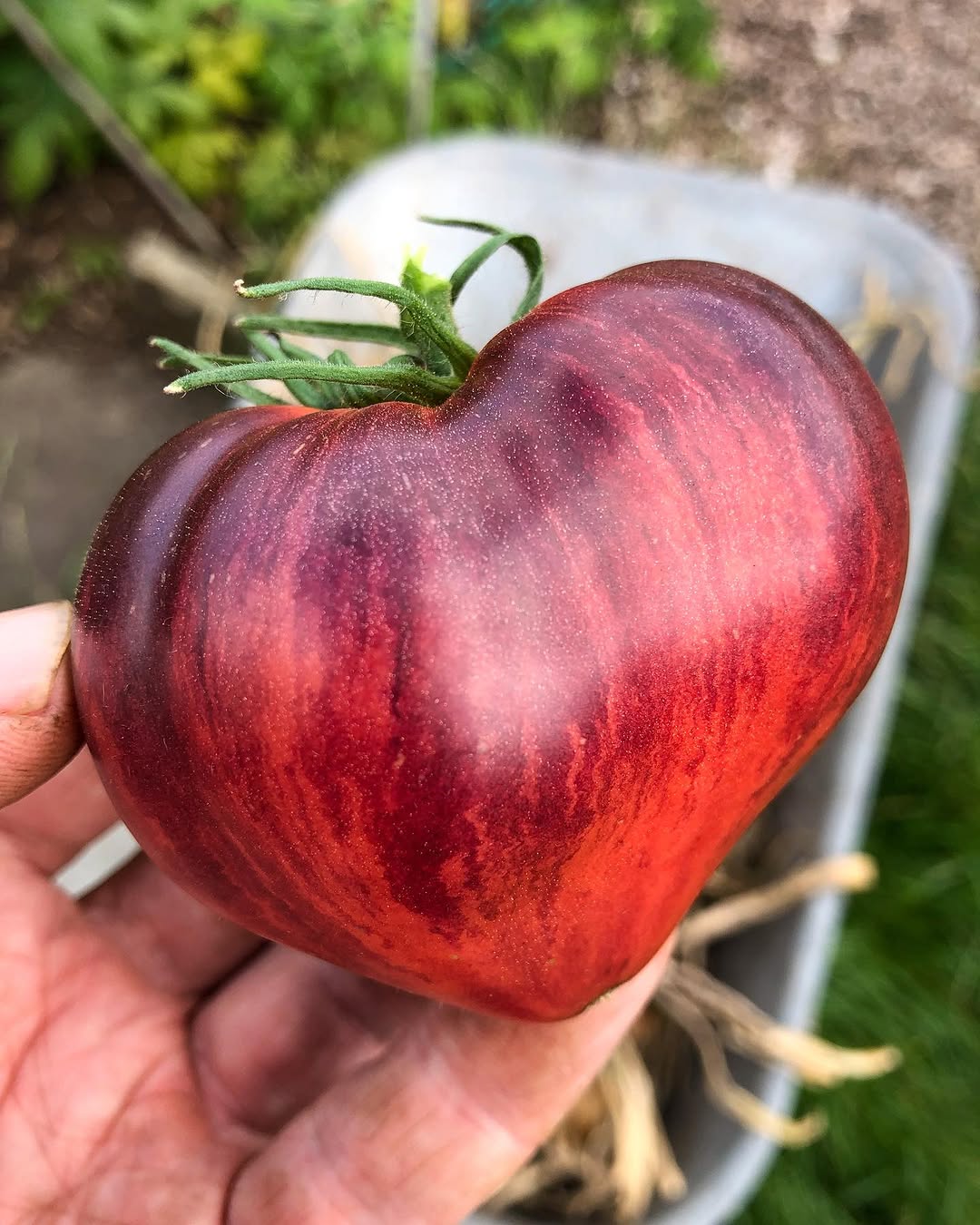 Sgt pepper tomato seeds