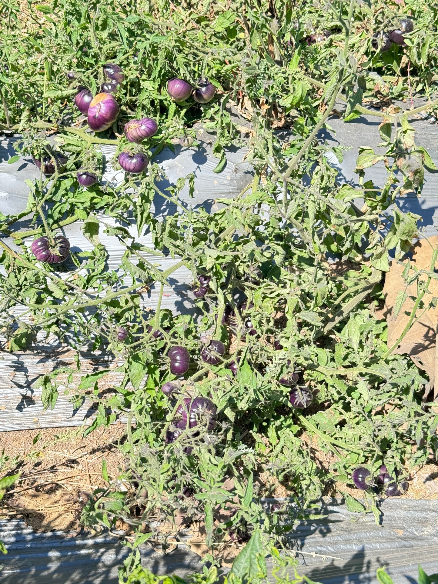 Black Beauty Heirloom Tomato premium Seeds Packet