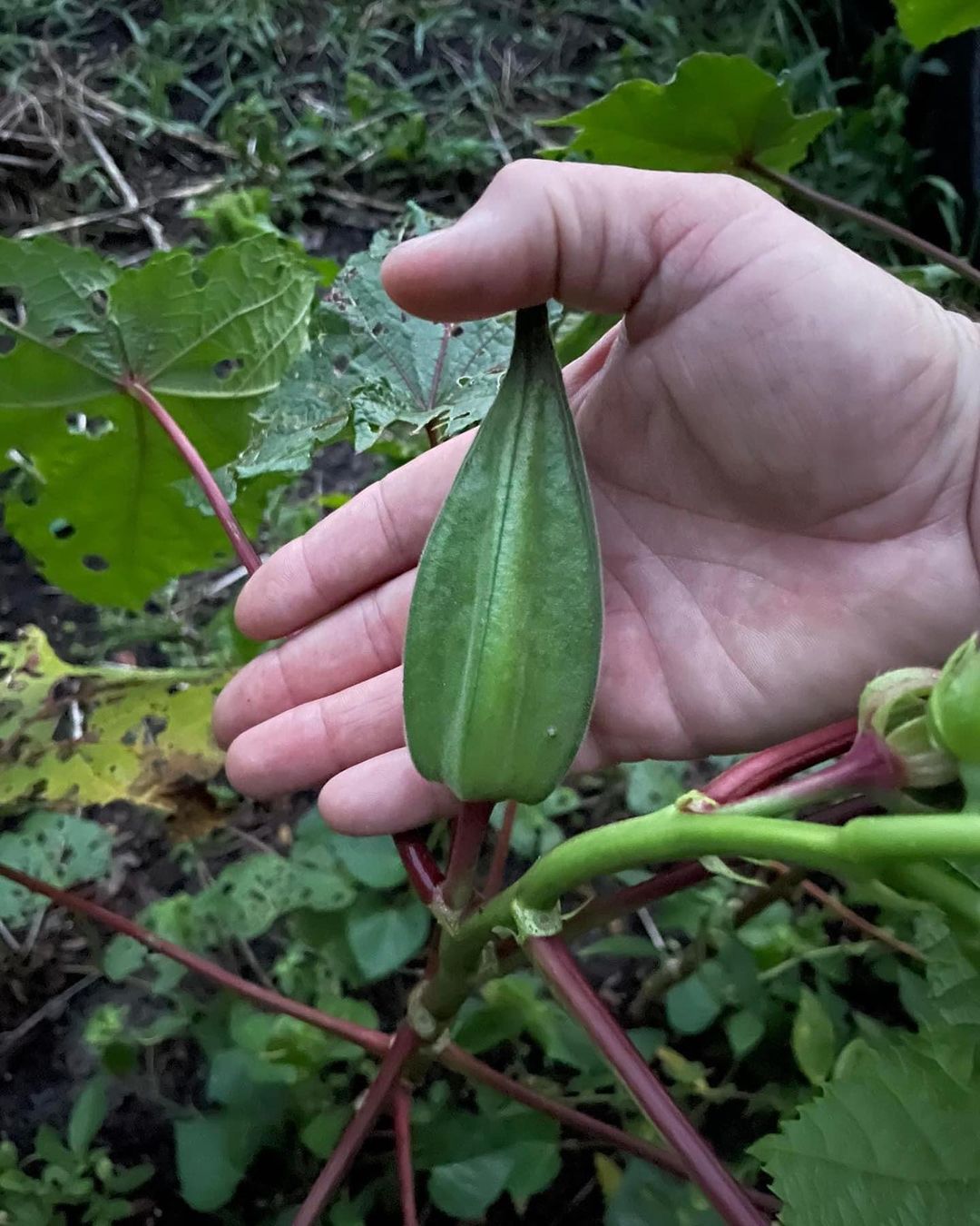 Tree okra