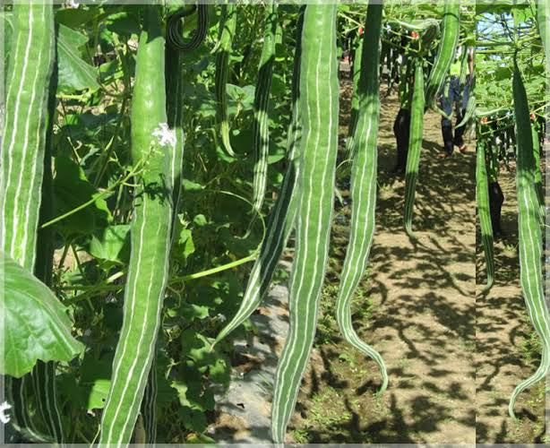 Snake gourd long