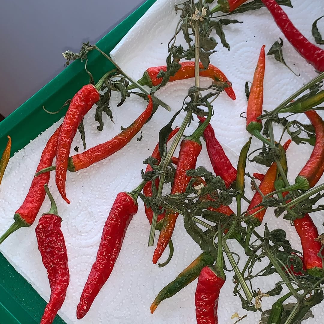 Kashmiri chilli seeds