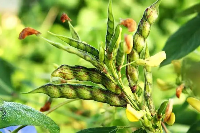 Pegion pea toor dal seeds