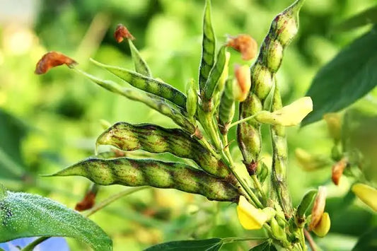 Pegion pea toor dal seeds