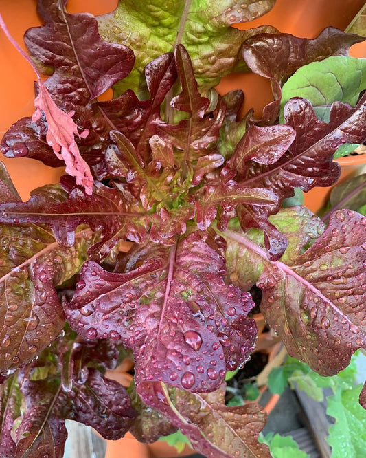 Bronze beauty lettuce