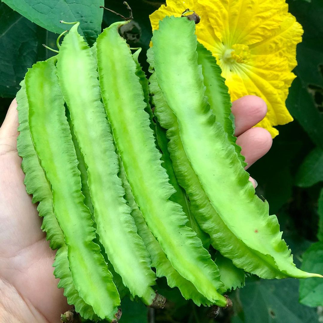 Green winged bean