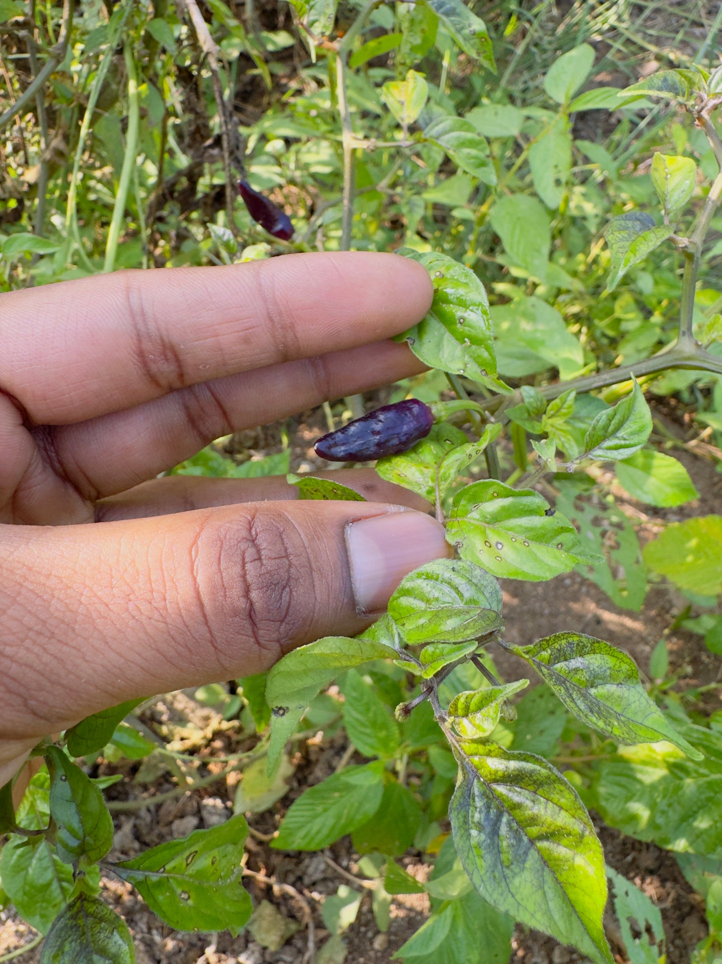 Cabai burung ungu pepper seeds