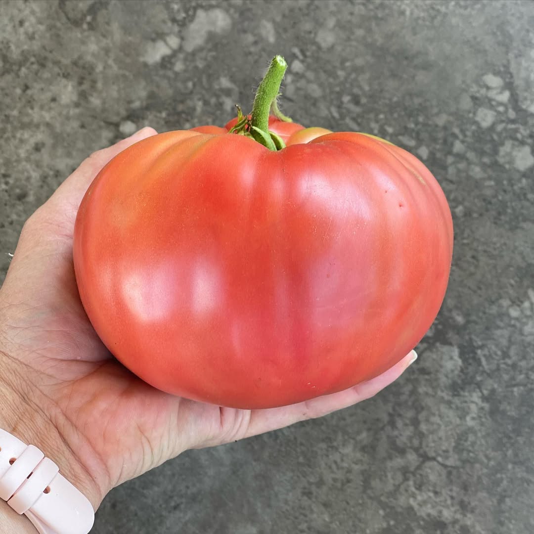 1884 tomato