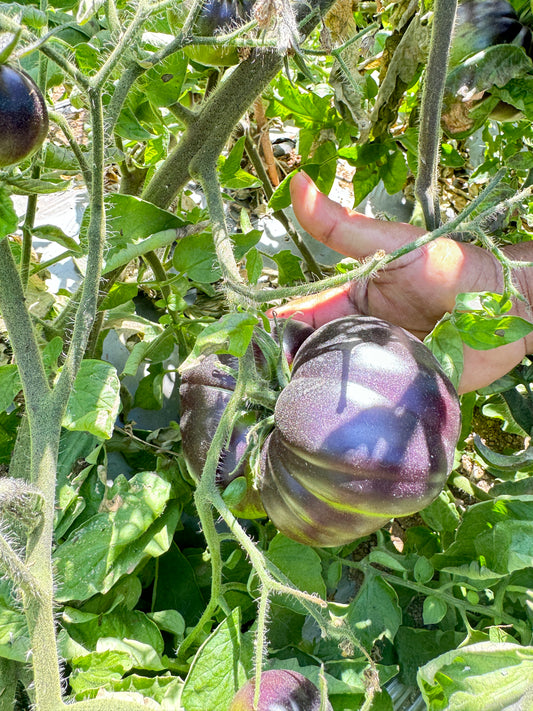 Black Beauty Heirloom Tomato premium Seeds Packet