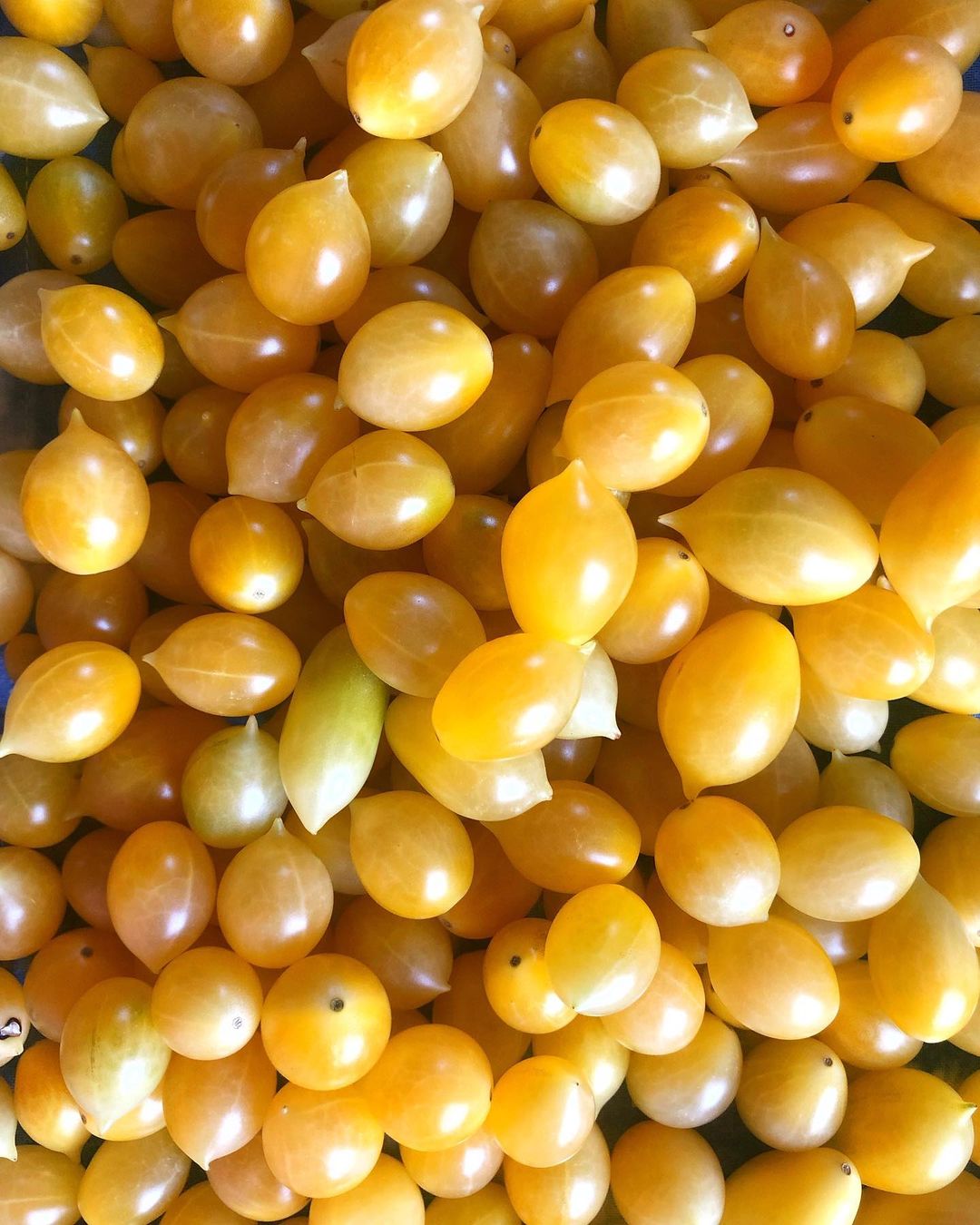 Barry's crazy cherry Tomato seeds