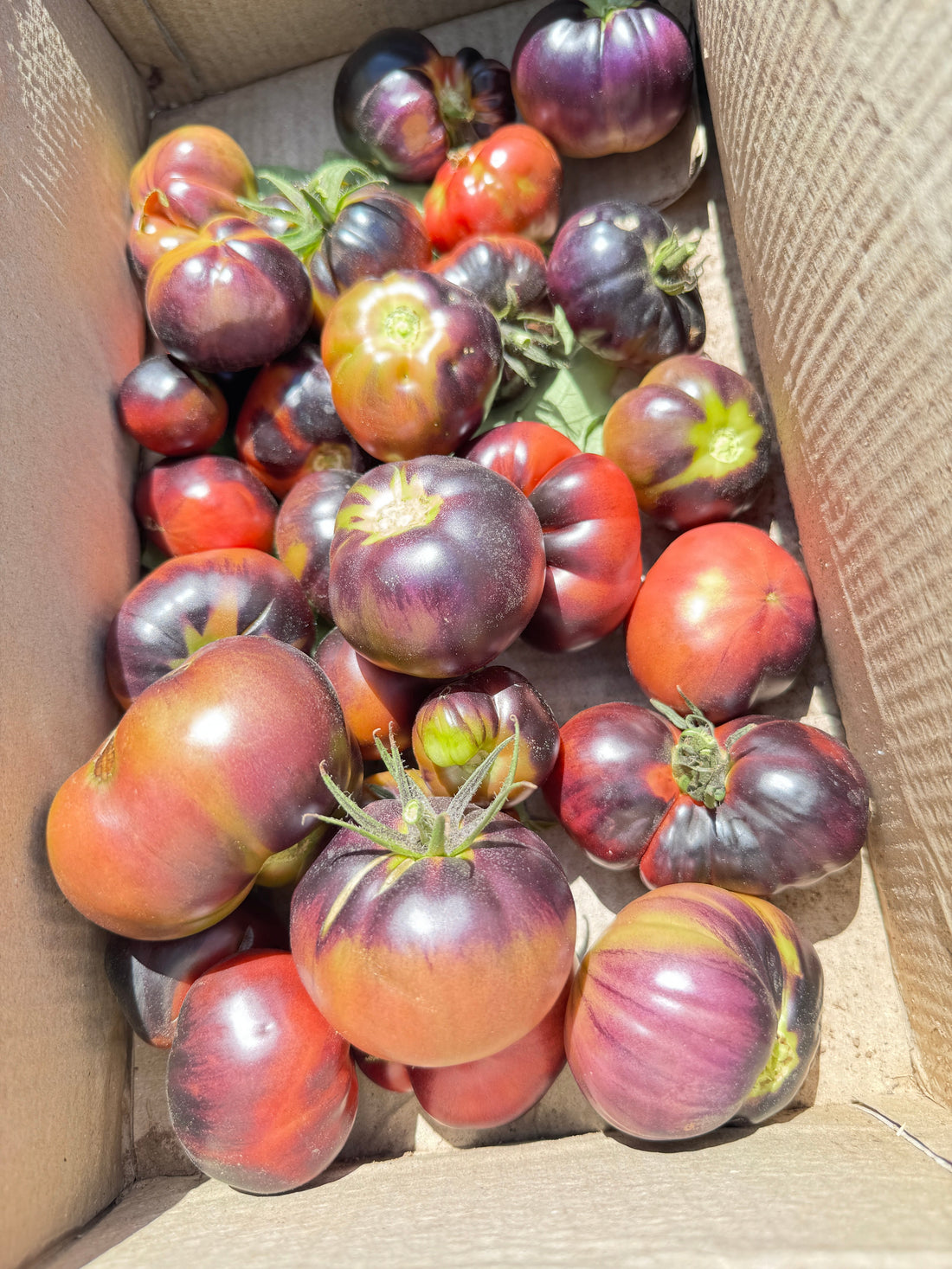 What Are Heirloom Seeds and why they matter