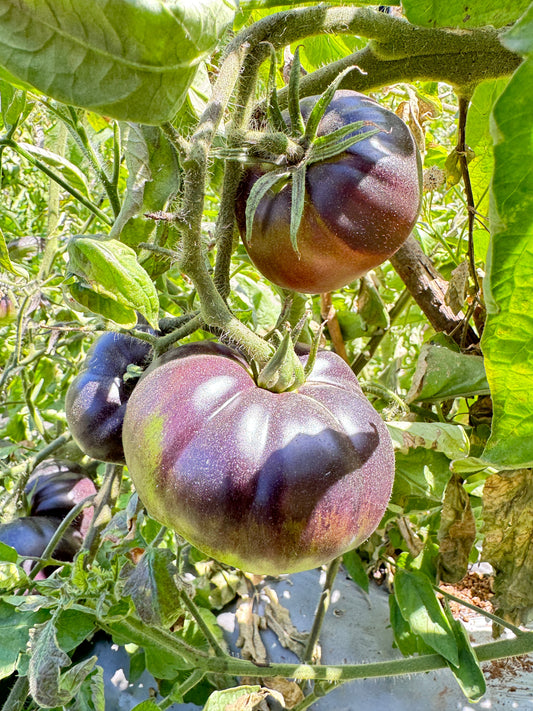 Vertical and Urban Kitchen Gardens: Maximizing Space with Trailing Heirlooms&nbsp;
