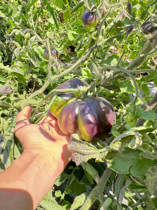 The Summer Bounty: A Guide to the Season's Best Vegetables