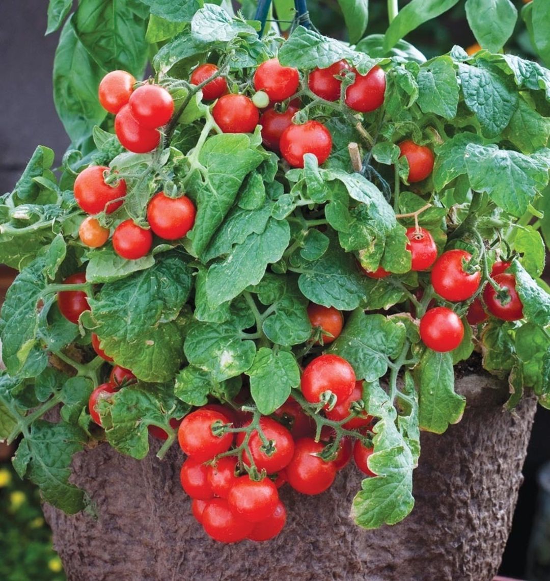 The Cherry Tomato: A Tiny Titan of Flavor