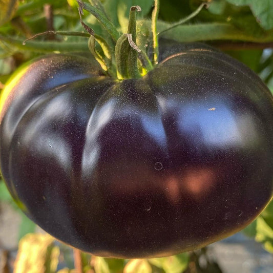 Black is Beautiful: Unveiling the Mystery of Black Tomatoes