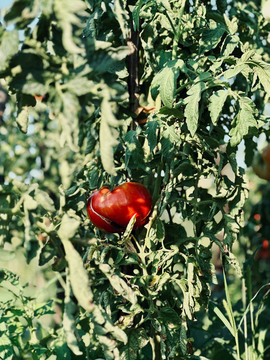 How to grow tomatoes at home
