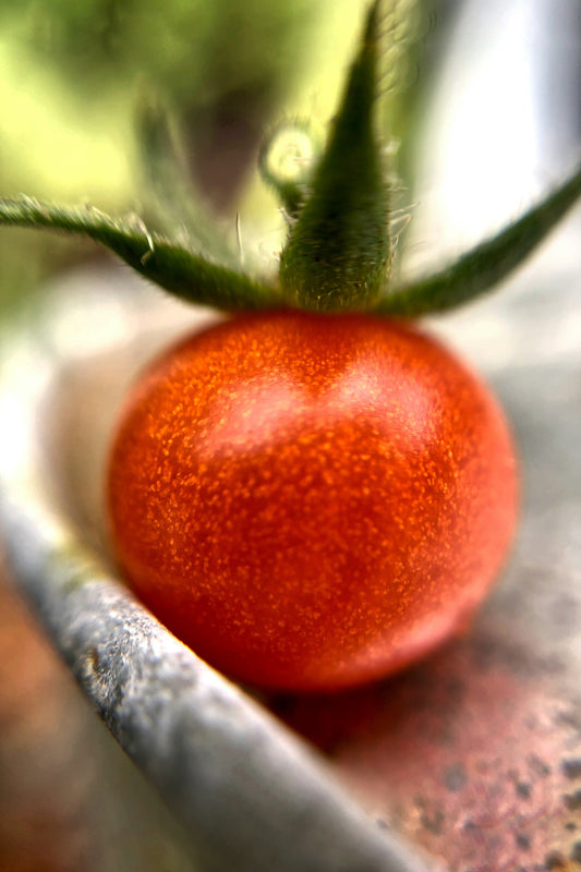 The Verdant Dream: A Deep Dive into Growing Your Own Tomato Plants