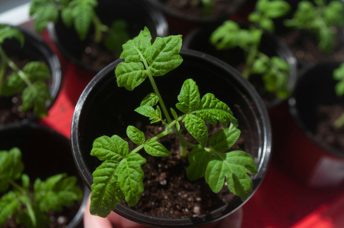 Kitchen Garden: How to Start a Kitchen Garden at Home in India