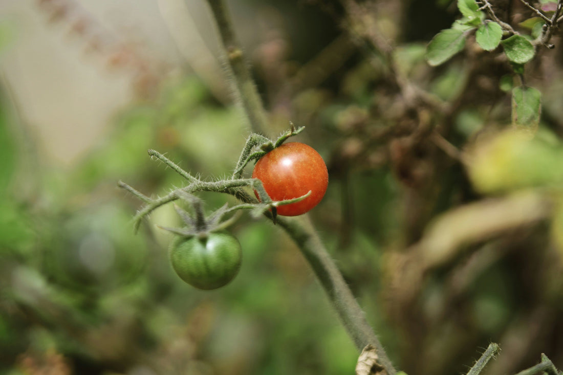 Tomato Plants: The Ultimate Growing Guide for Healthy, Flavorful Harvests