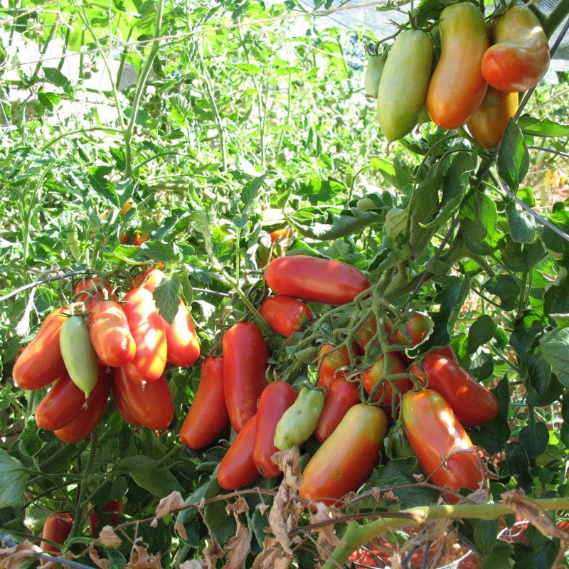 San Marzano Tomatoes: The King of Tomatoes