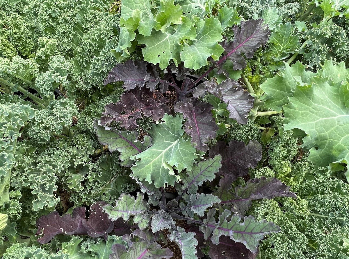 Heirloom leafy greens