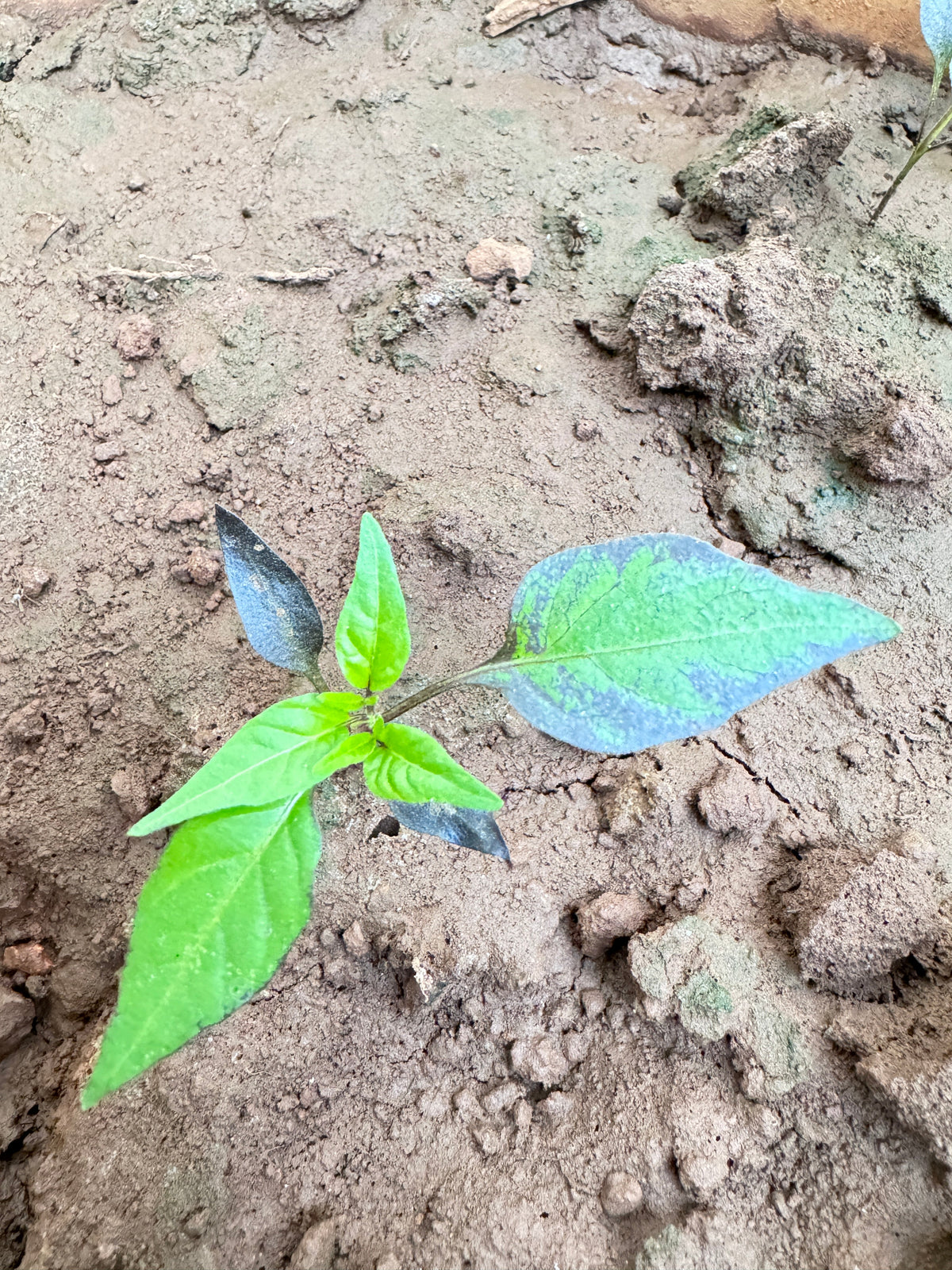 Plant care