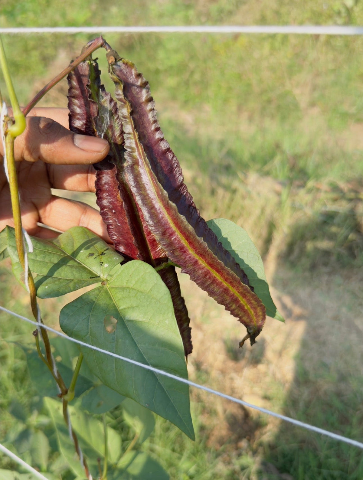 Heirloom bean seeds