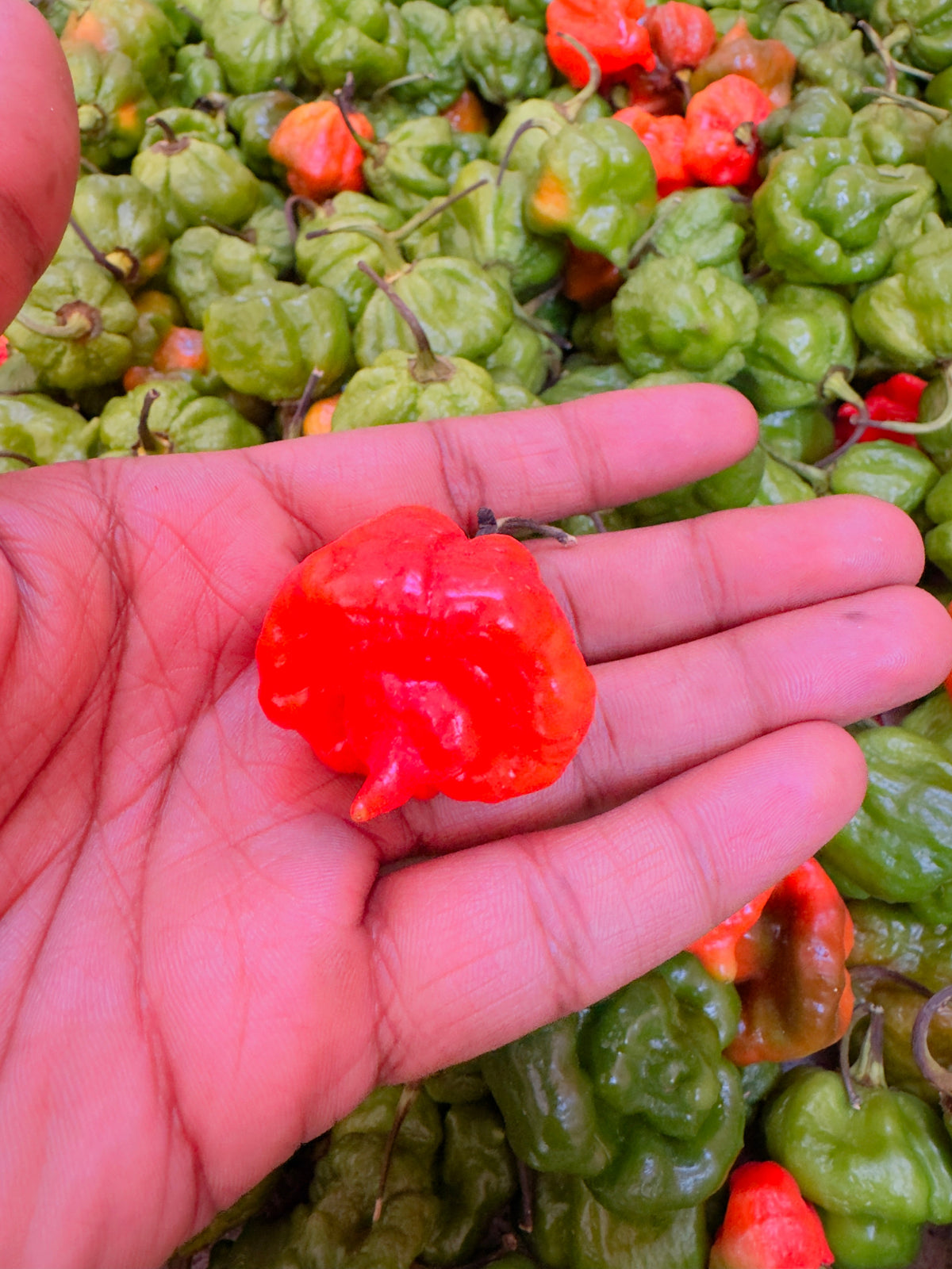 Heirloom chilli/pepper seeds