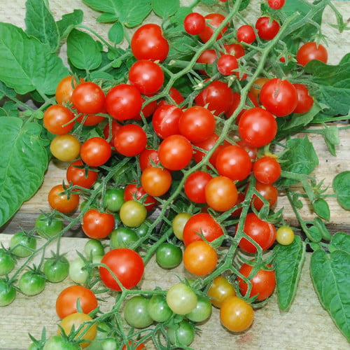 Red currant tomato seeds
