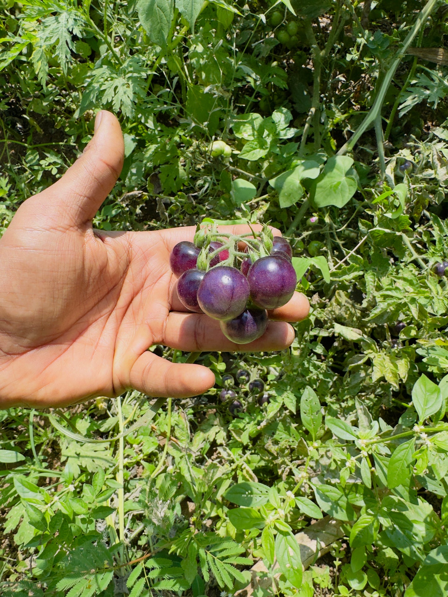 Heirloom cherry tomato mix seeds