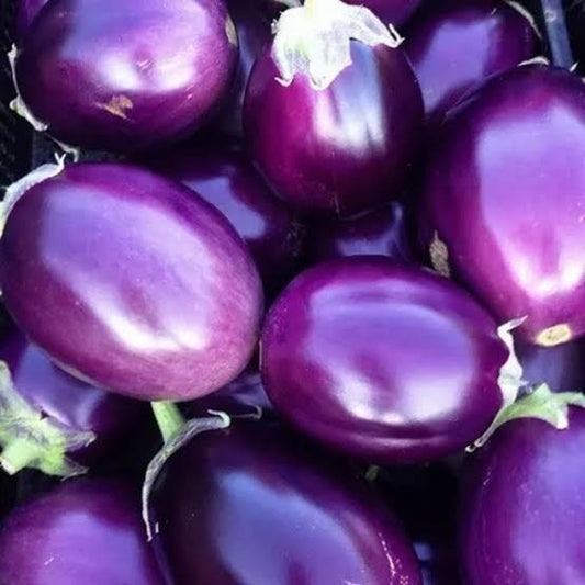 Purple round brinjal