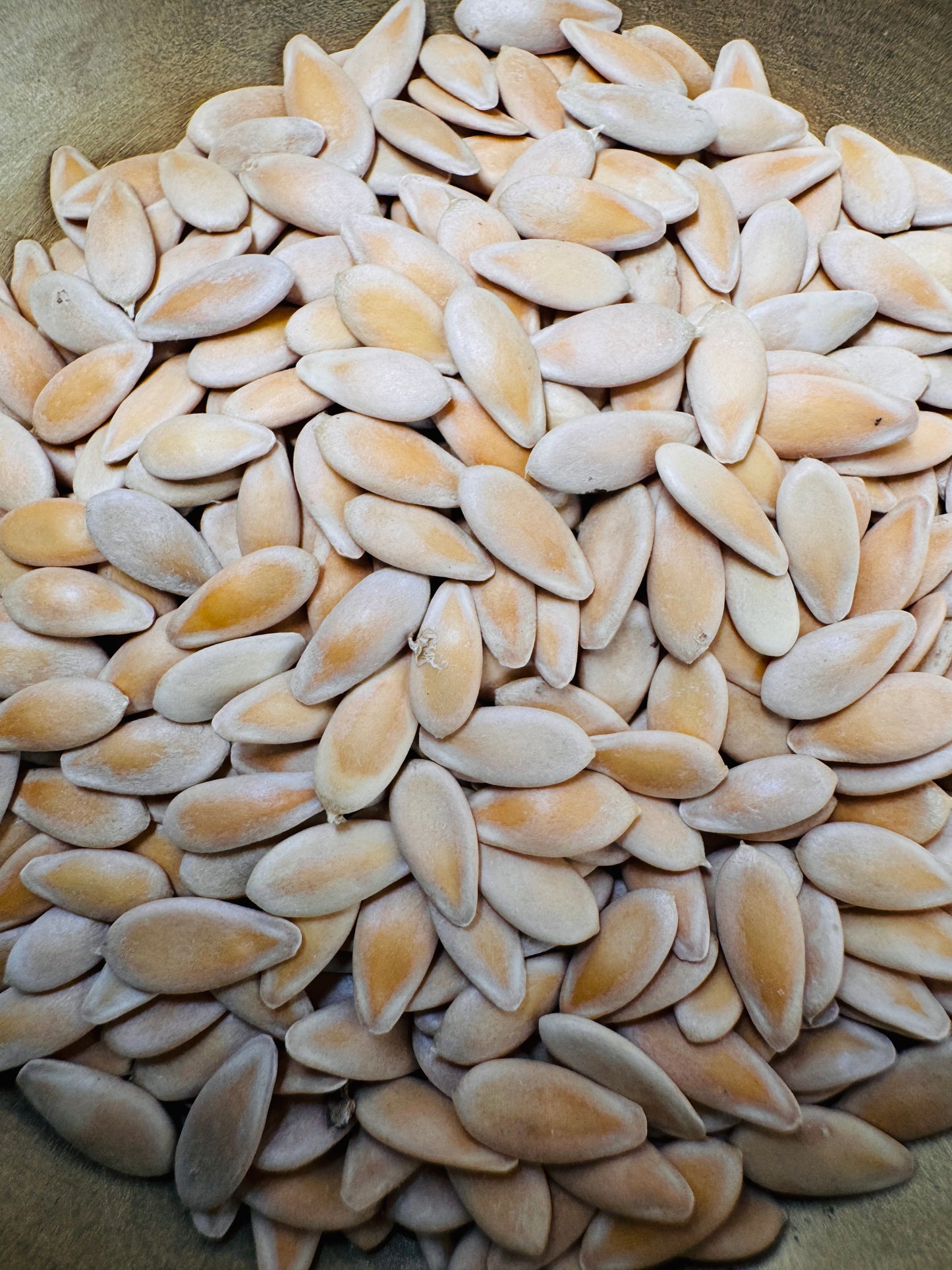 Sambar cucumber seeds