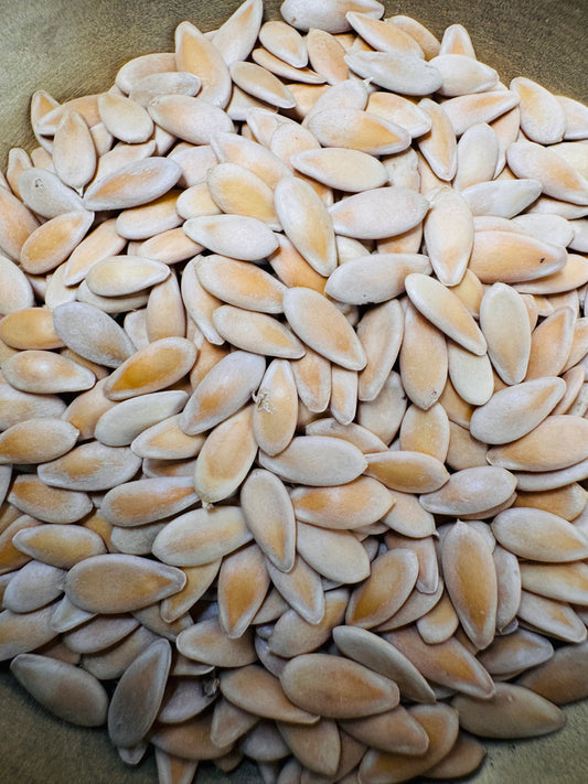 Sambar cucumber seeds