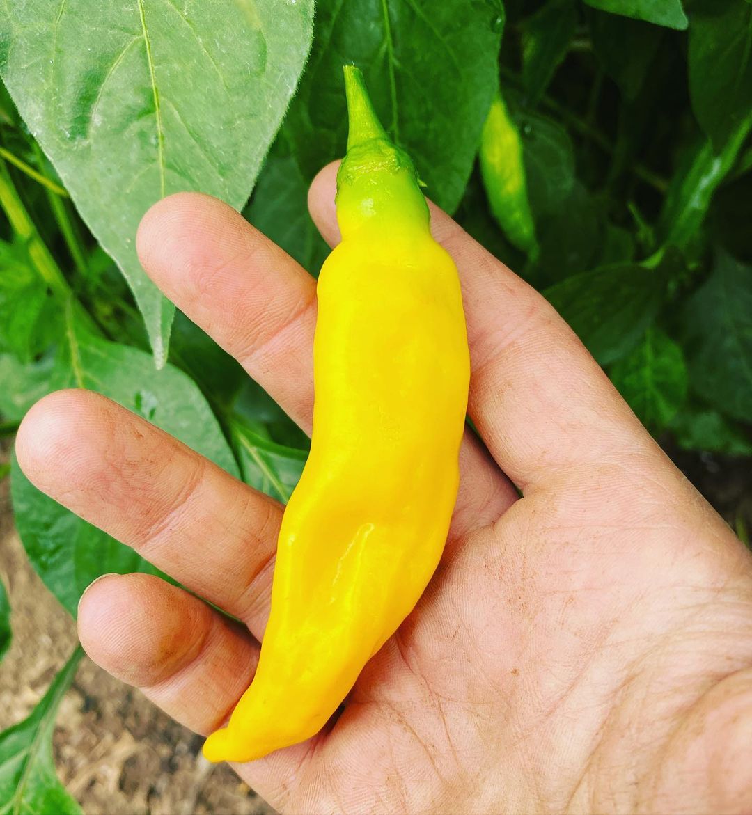 Aji Limon Pepper