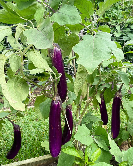 Purple long brinjal