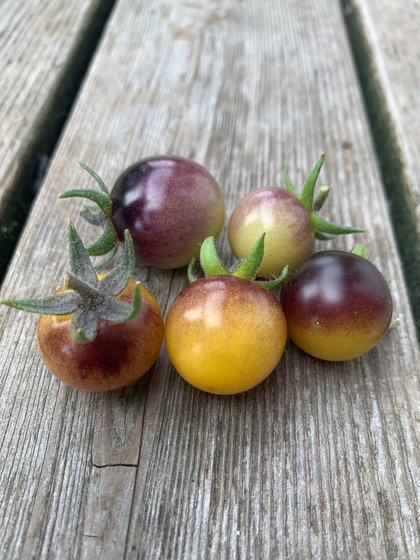 Blue Gold berry cherry tomato